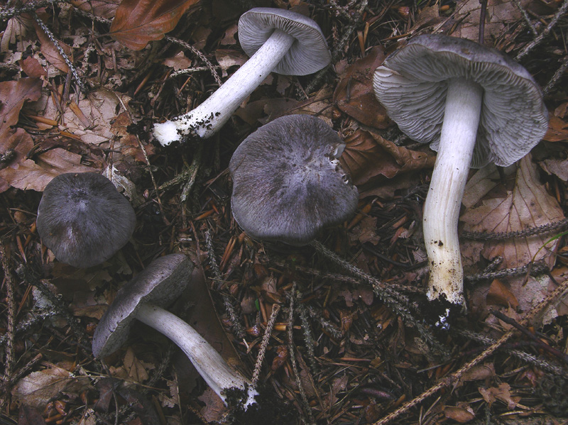 Tricholoma da determinare.